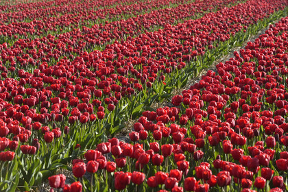 Hollande, Keukenhof
