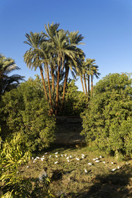 Egypte, Nil
