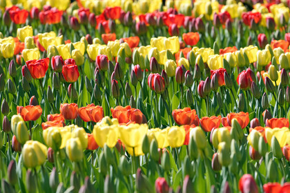 Hollande, Keukenhof