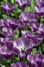 Hollande, Keukenhof