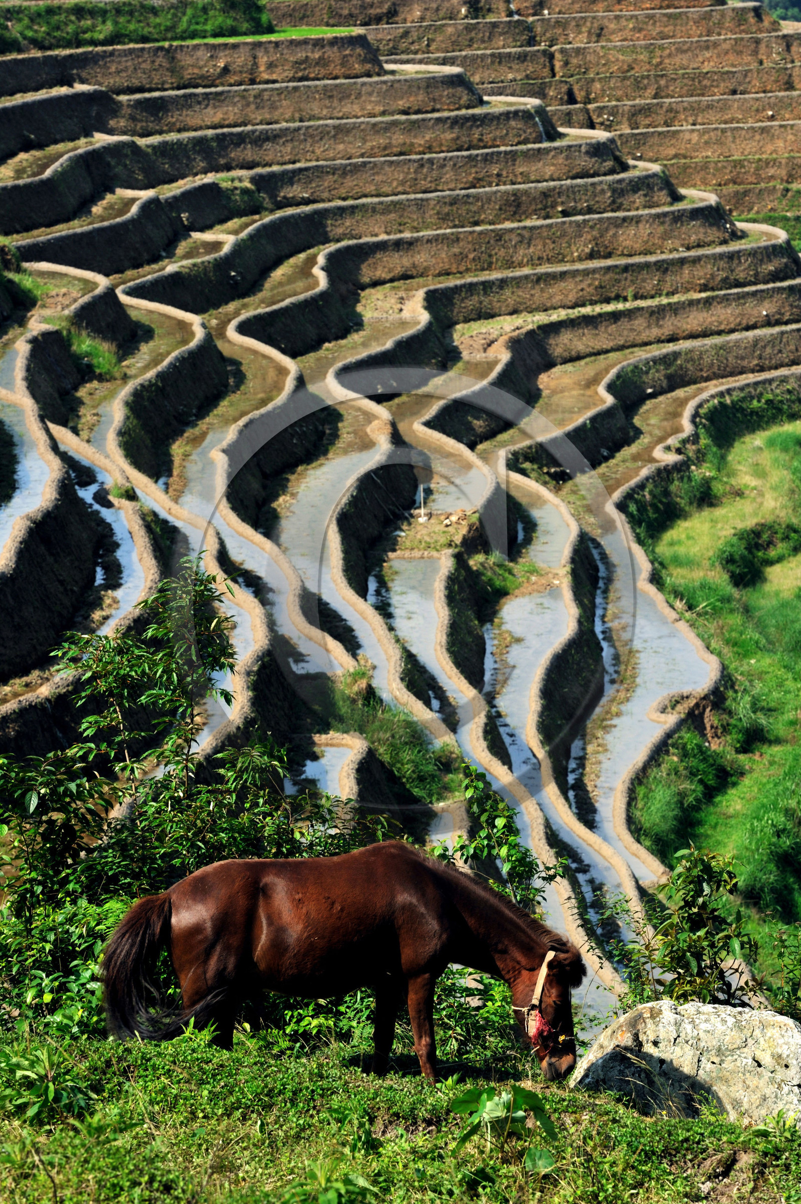 Chine, Longsheng