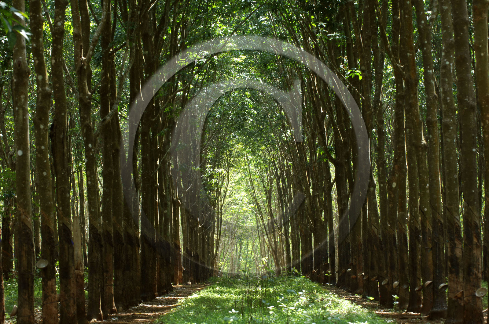 HAUTS PLATEAUX DU CENTRE. VIETNAM
