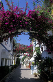 Canaries. Espagne