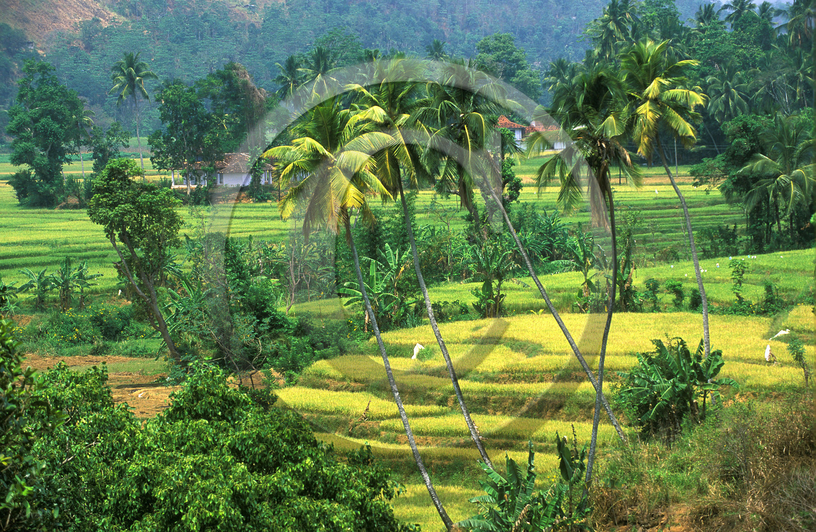 SRI LANKA