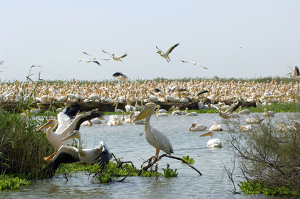 Djoudj, Sénégal