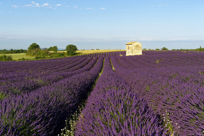 France, Valensole