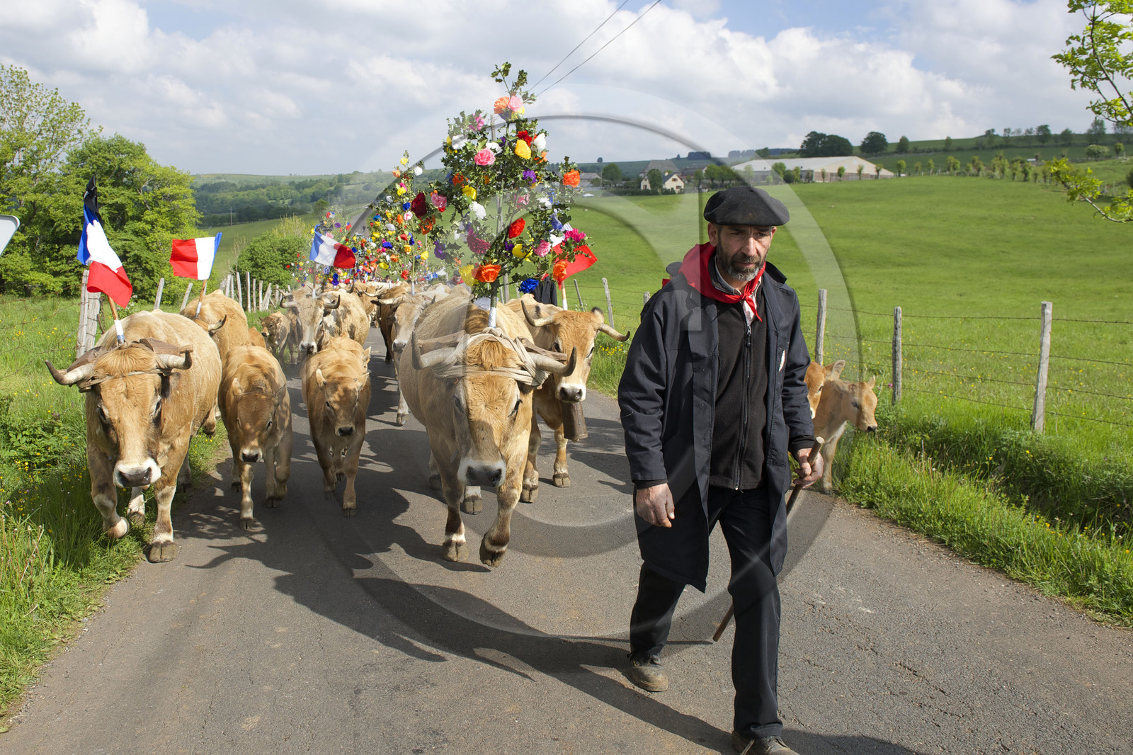France, Aubrac
