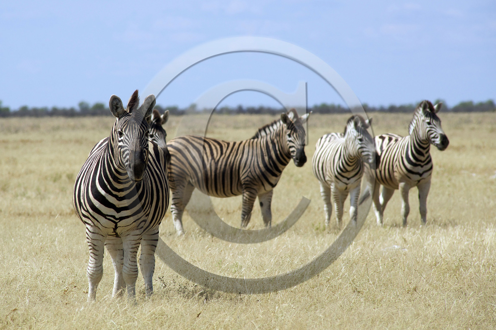 Namibie, Etosha