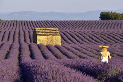 France, Valensole