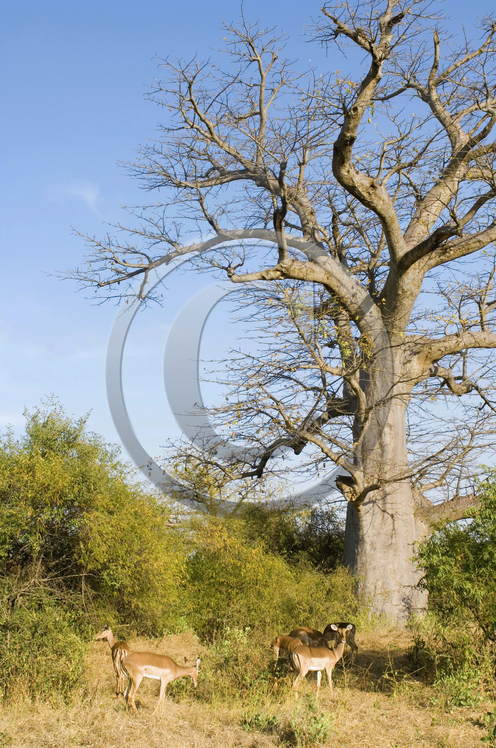 Bandia, Sénégal