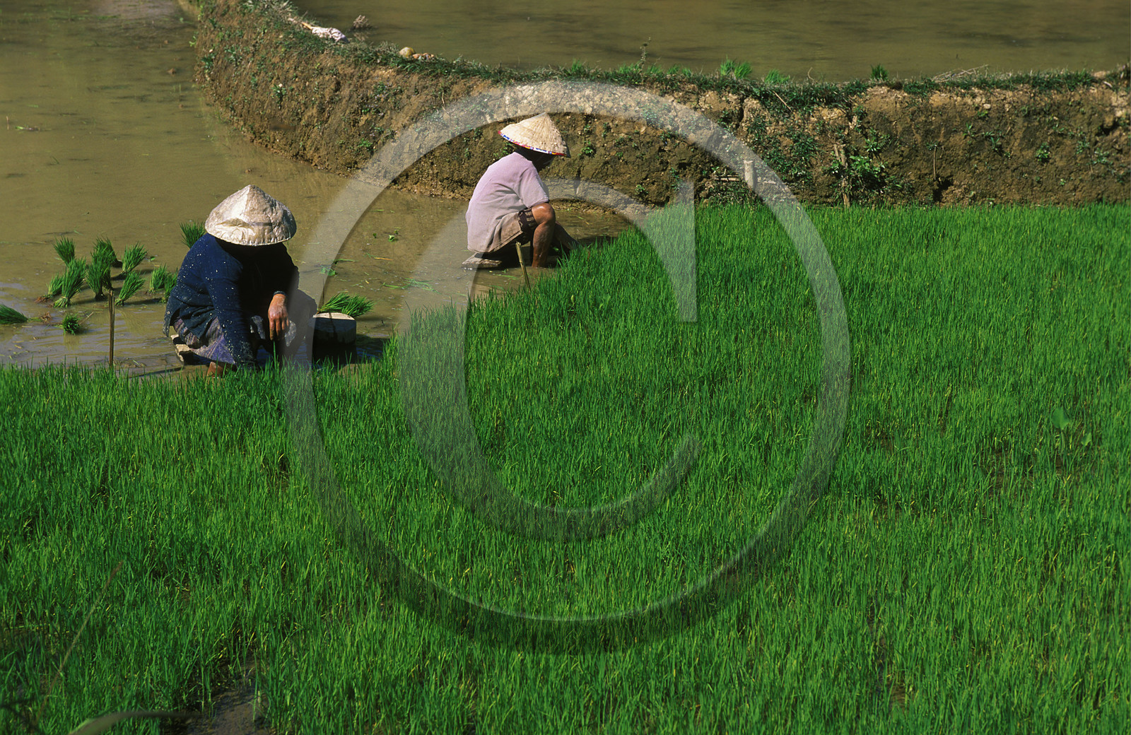 LAOS VANG VIENG.LE MEKONG
