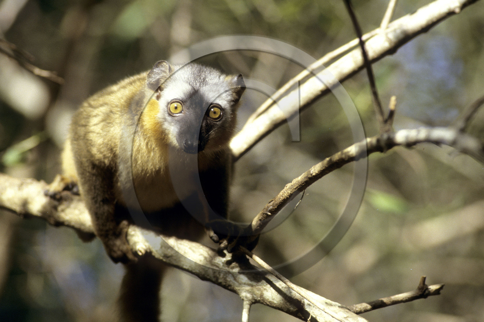 Madagascar