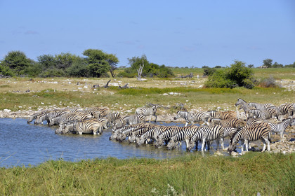 Namibie, Etosha