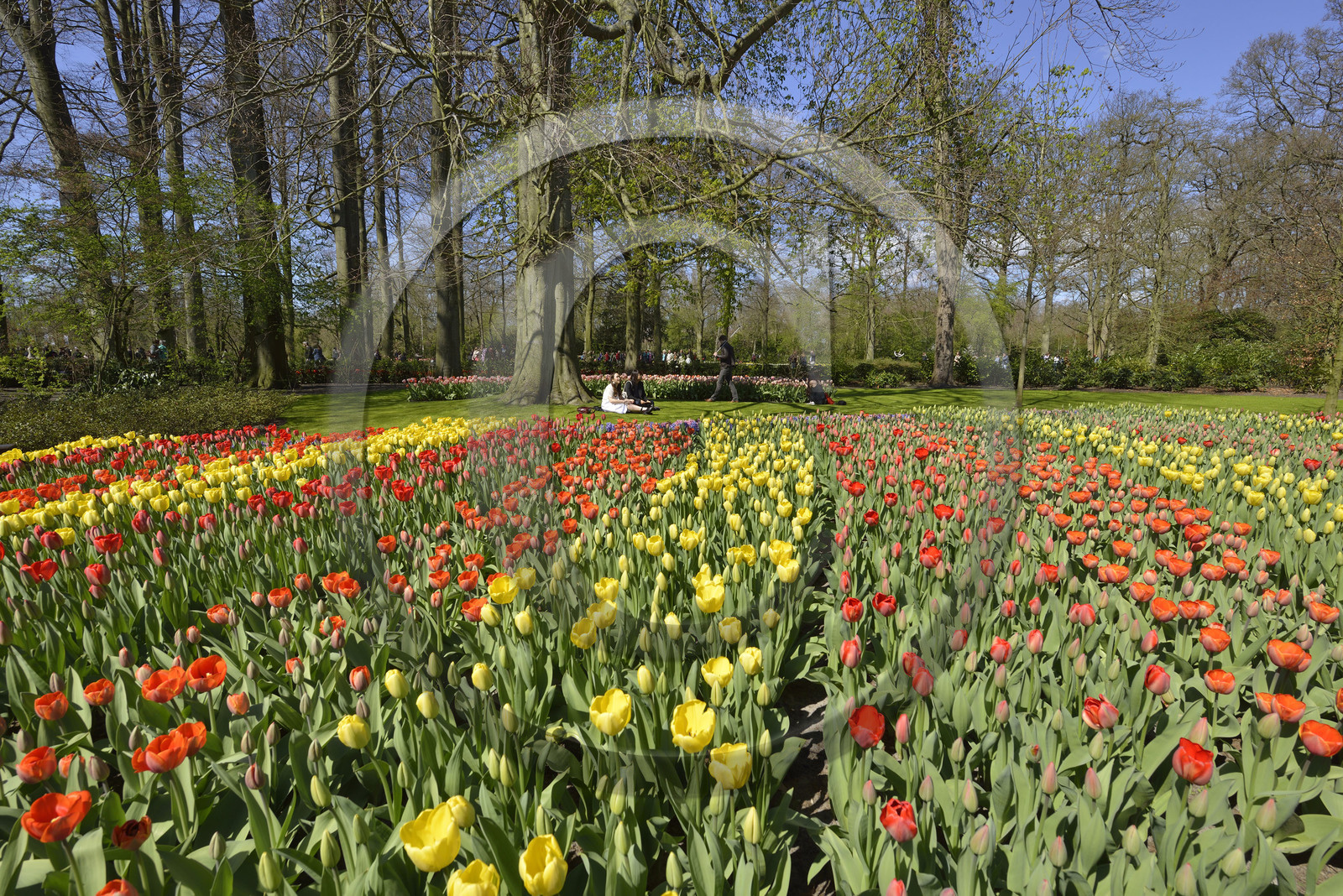 Hollande, Keukenhof