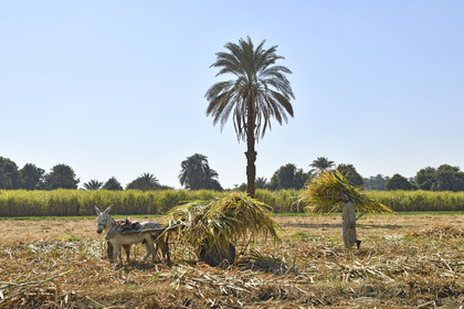 Egypte, Nil