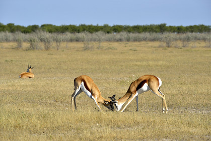 Namibie, Etosha