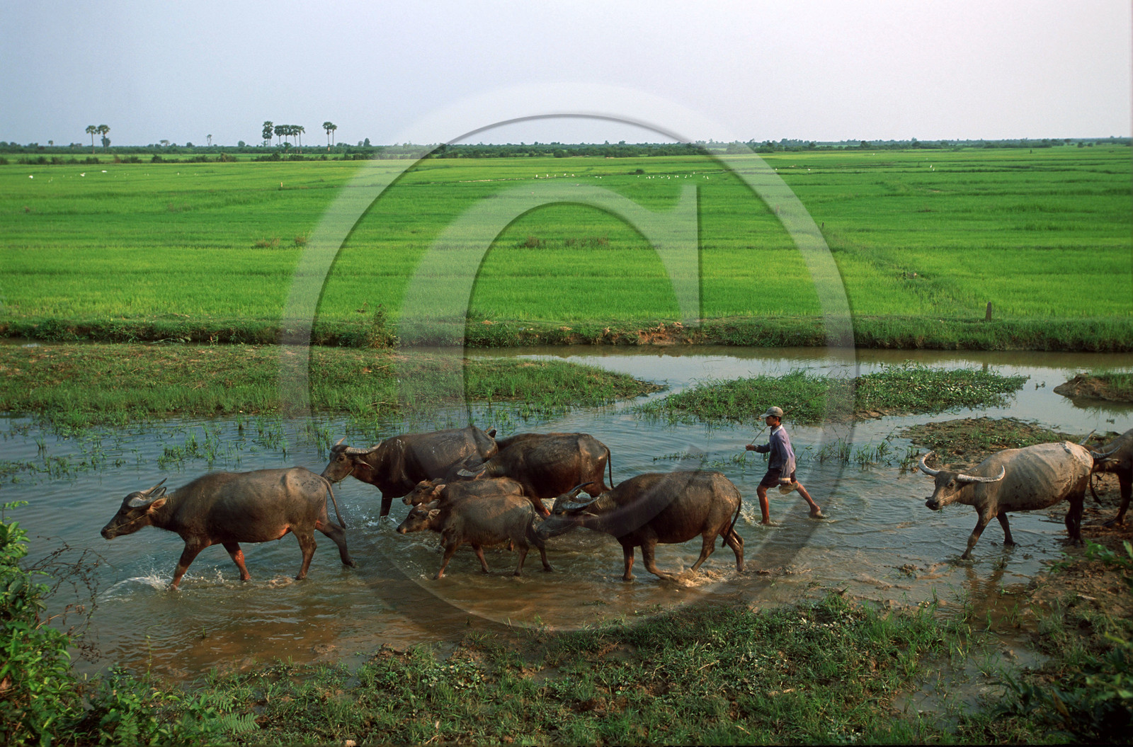 Lac Tonle Sap. Cambodge