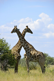 Namibie, Etosha