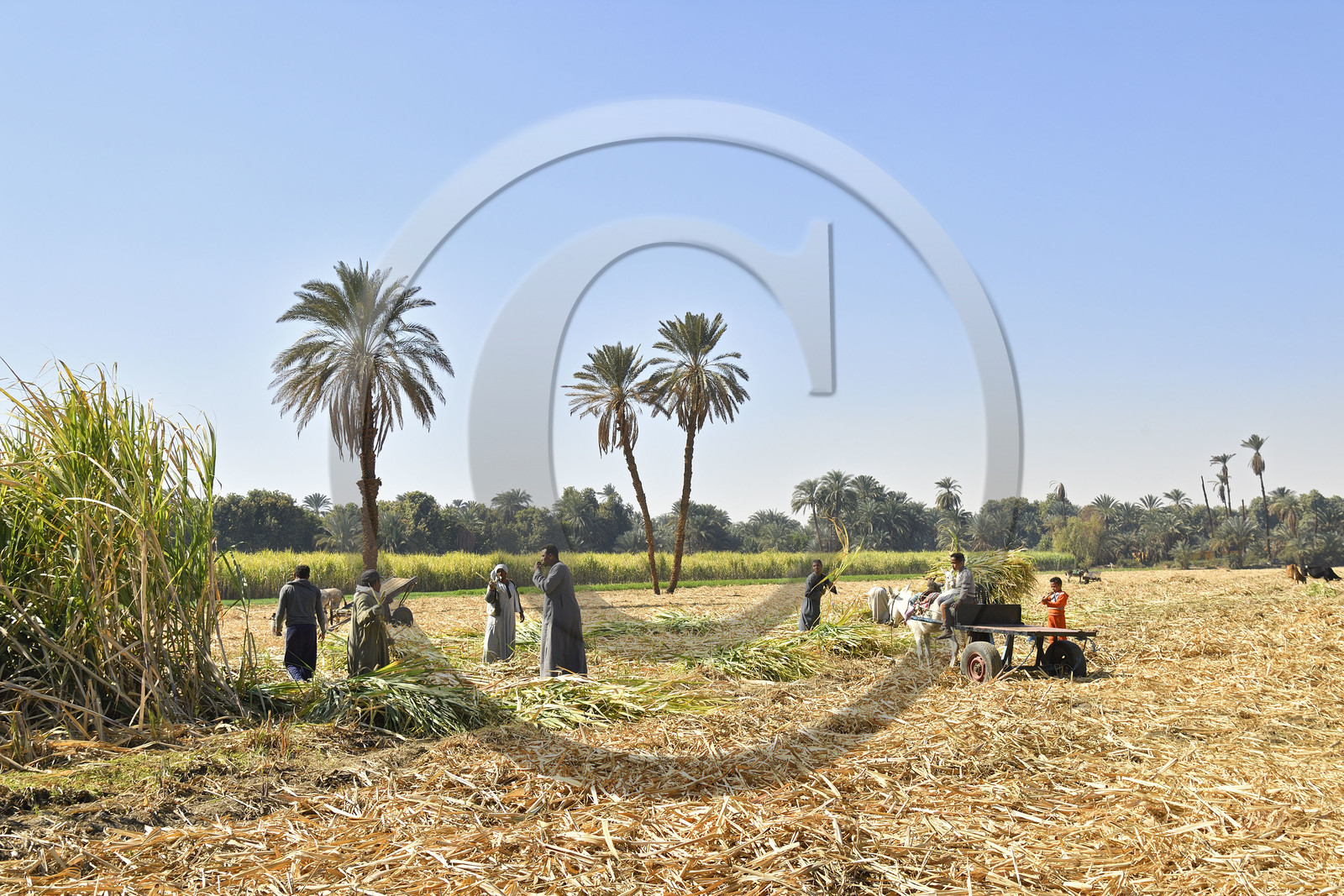 Egypte, Nil