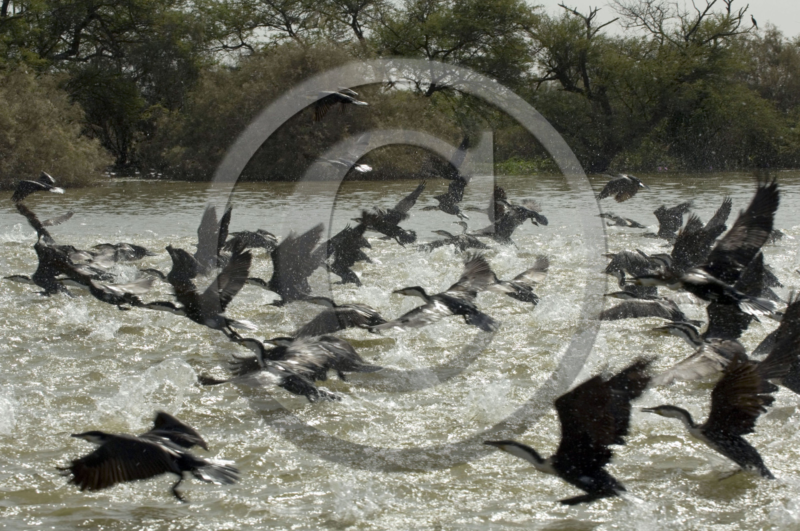 Djoudj, Sénégal
