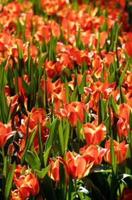 Hollande, Keukenhof