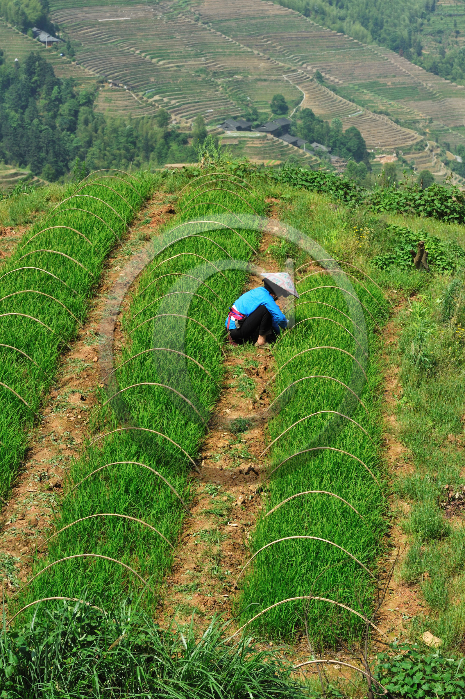 Chine, Longsheng