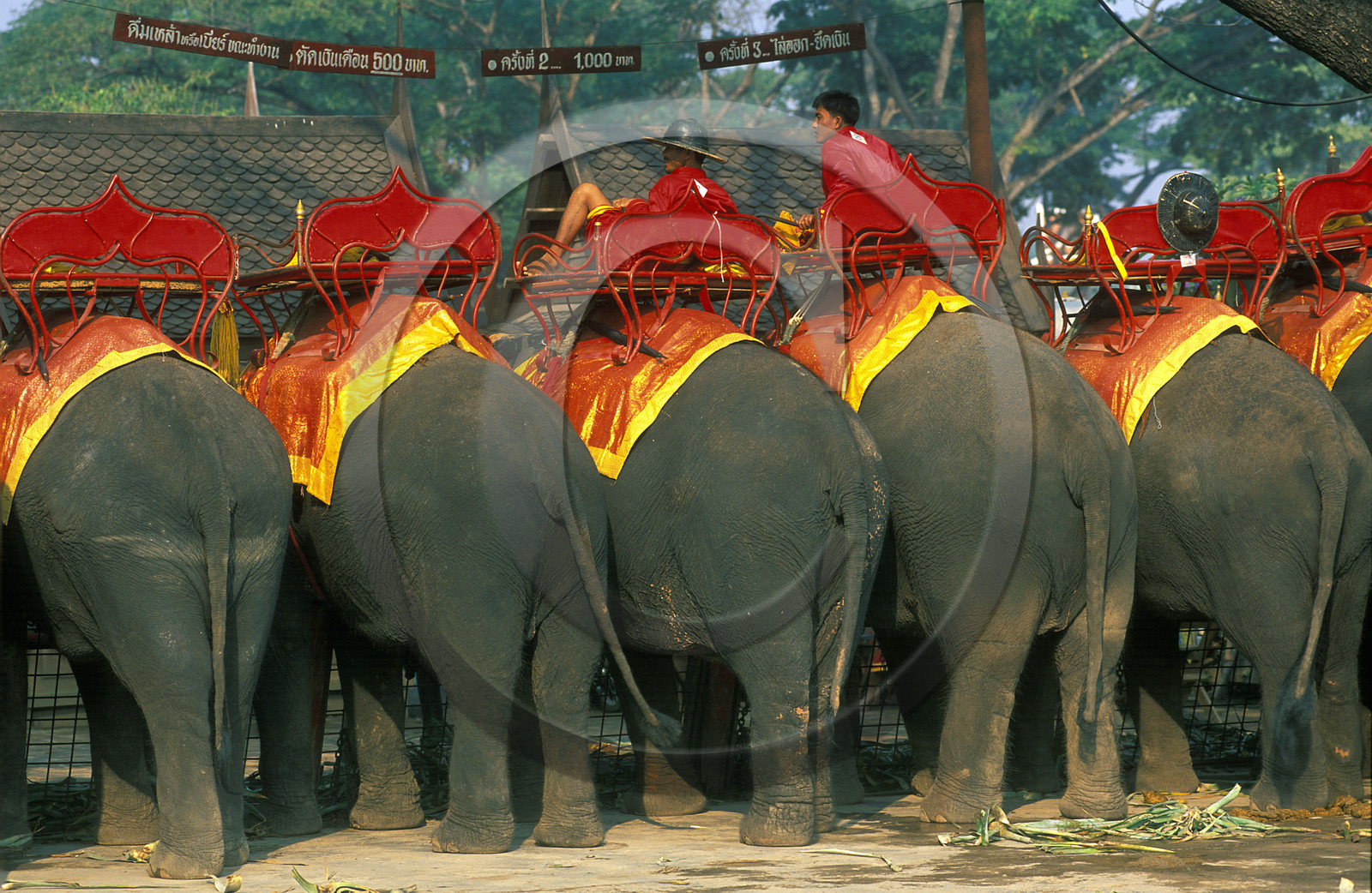THAILANDE   AYUTHAYA