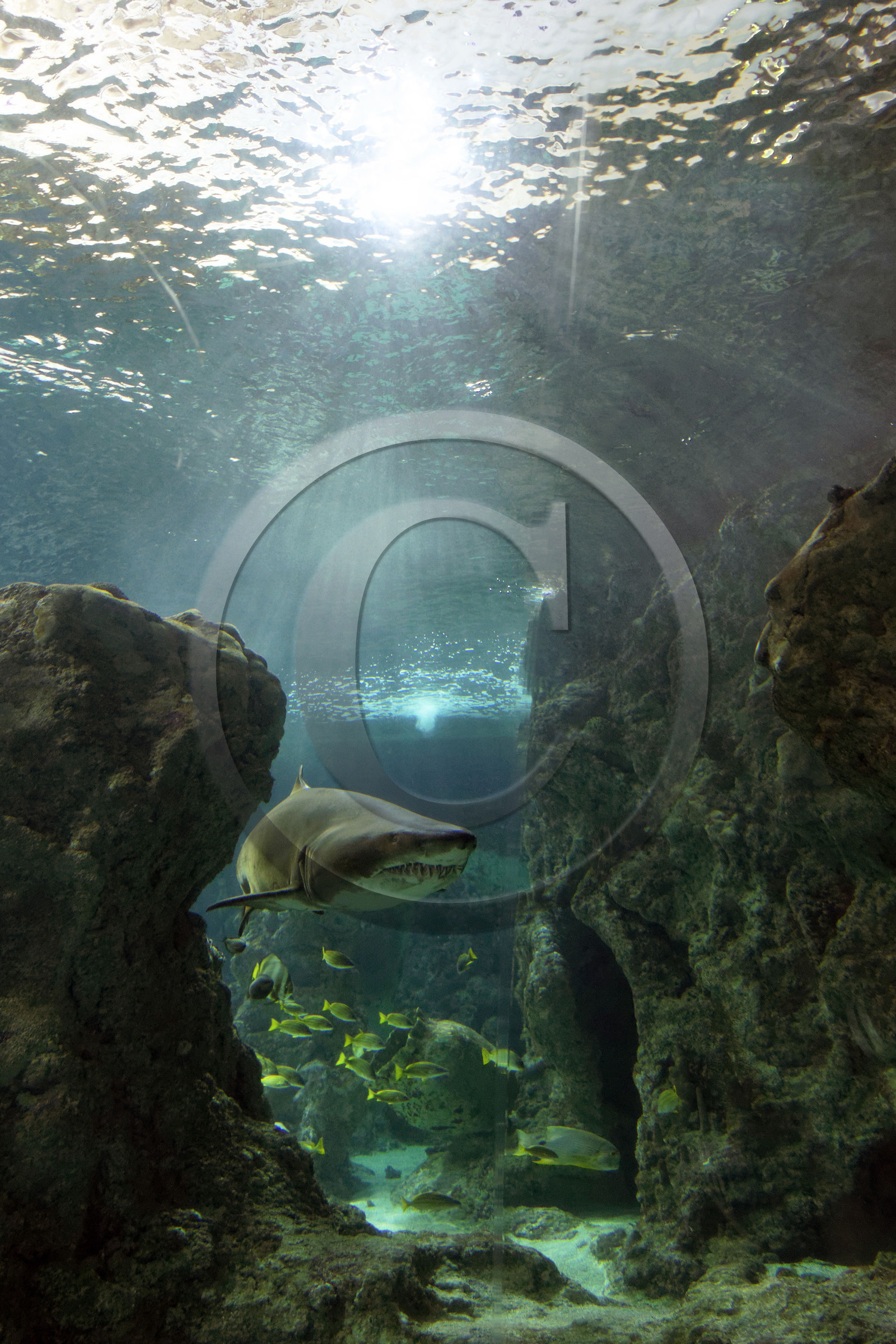 France, Oceanopolis