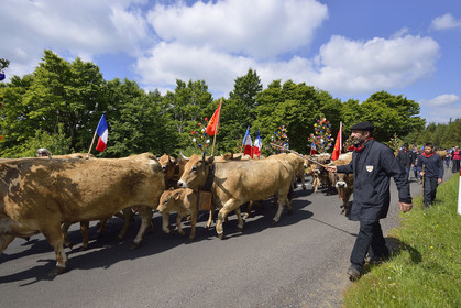 France, Aubrac
