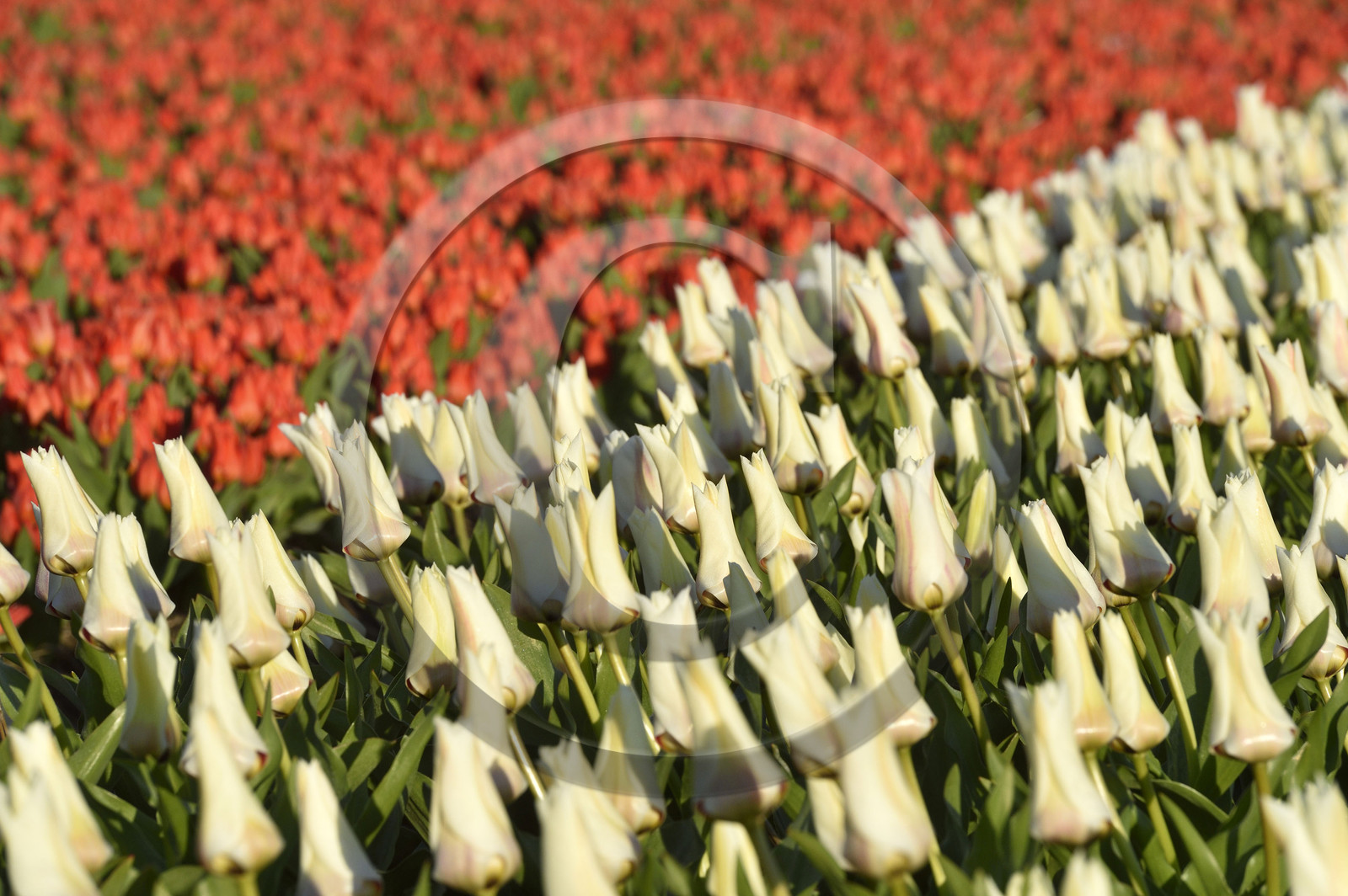 Hollande, Keukenhof