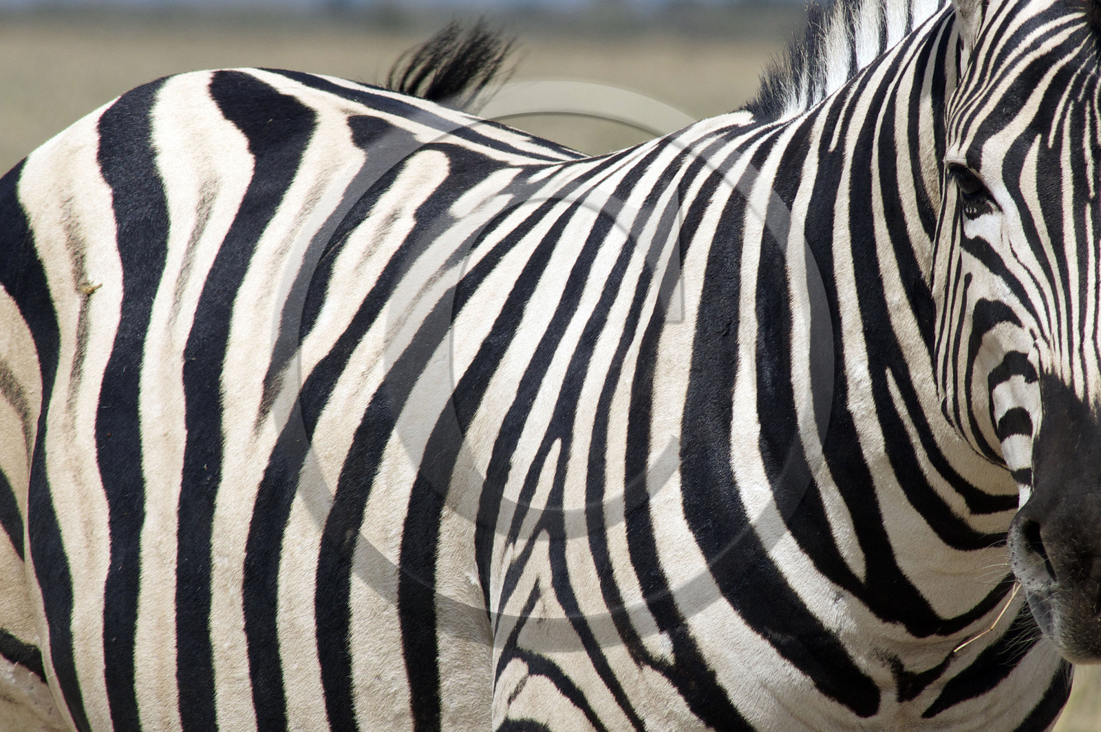 Namibie, Etosha