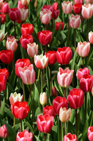 Hollande, Keukenhof