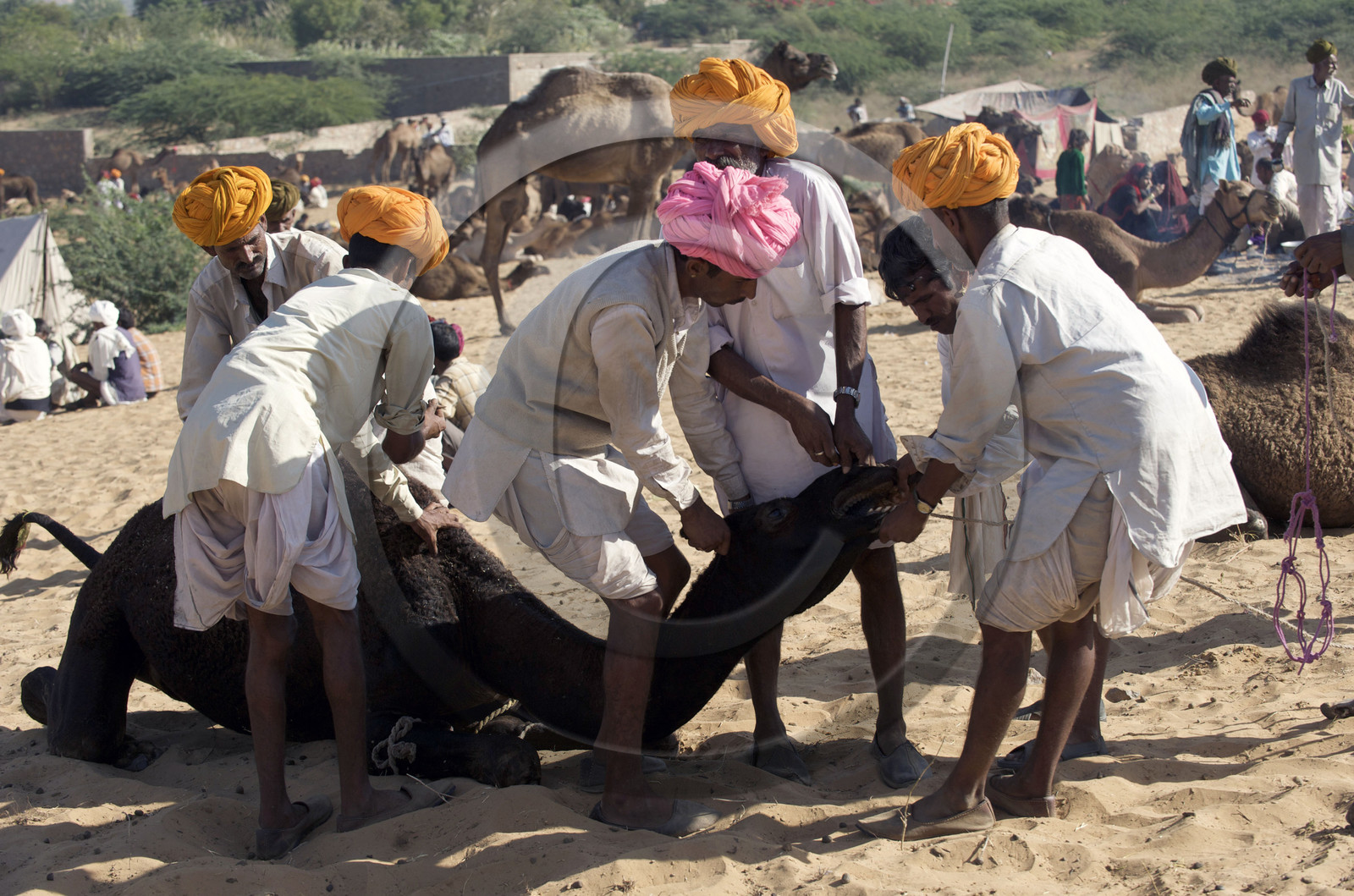 Inde, Pushkar