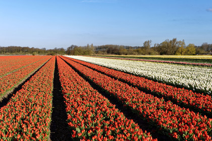 Hollande, Keukenhof