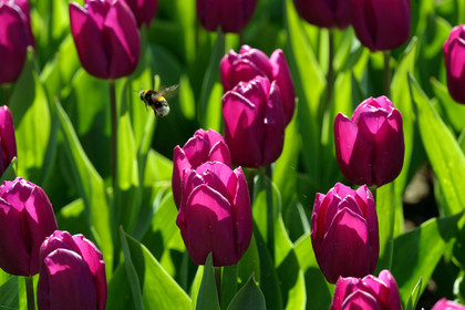 Hollande, Keukenhof