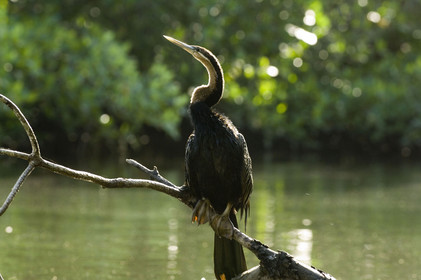 Saloum, Sénégal