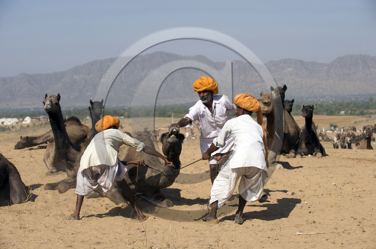 Inde, Pushkar