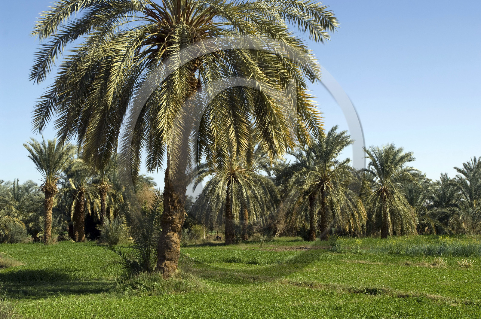 Egypte, Dakhla