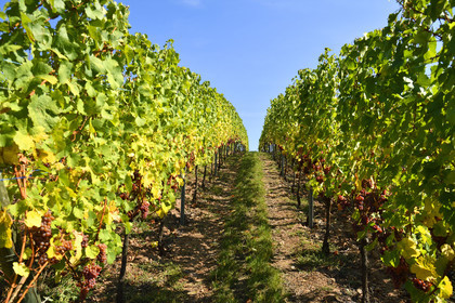 France, Turckheim