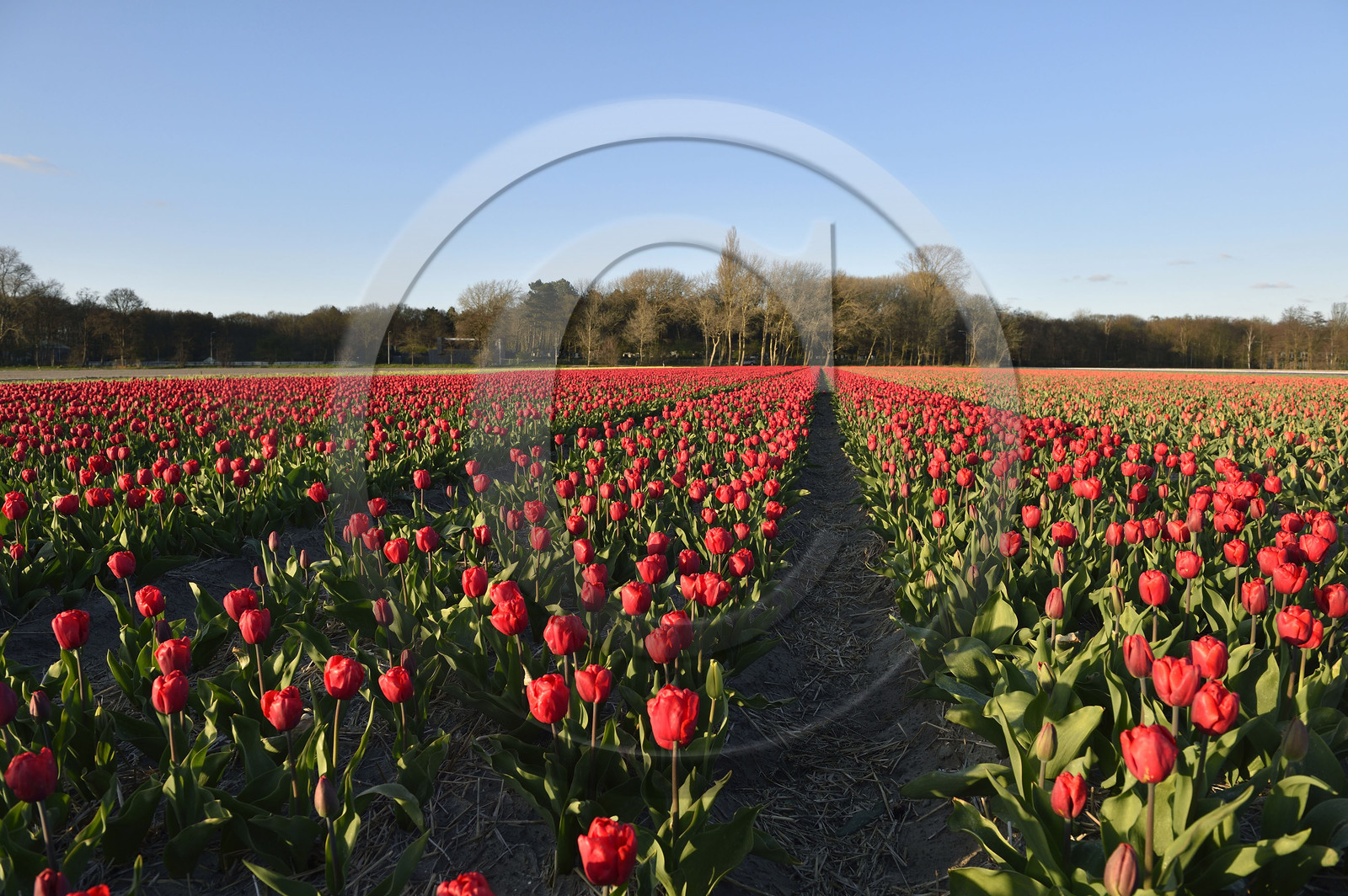 Hollande, Keukenhof