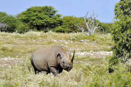 Namibie, Etosha