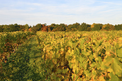 France, Cognac