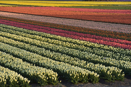 Hollande, Keukenhof
