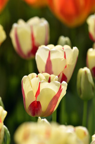 Hollande, Keukenhof