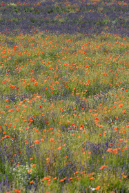 France, Mont Ventoux