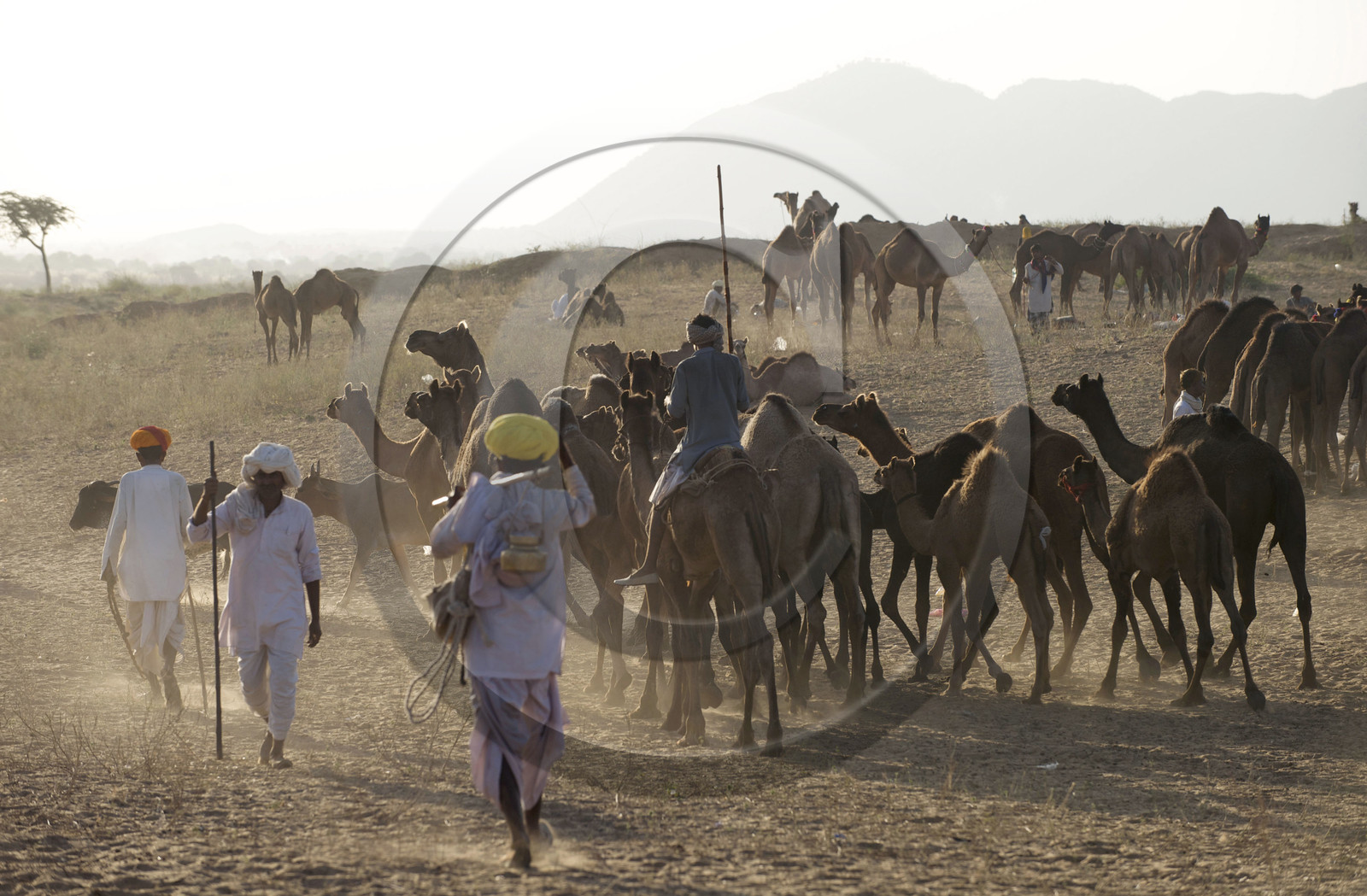 Inde, Pushkar
