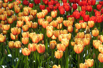 Hollande, Keukenhof