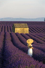 France, Valensole