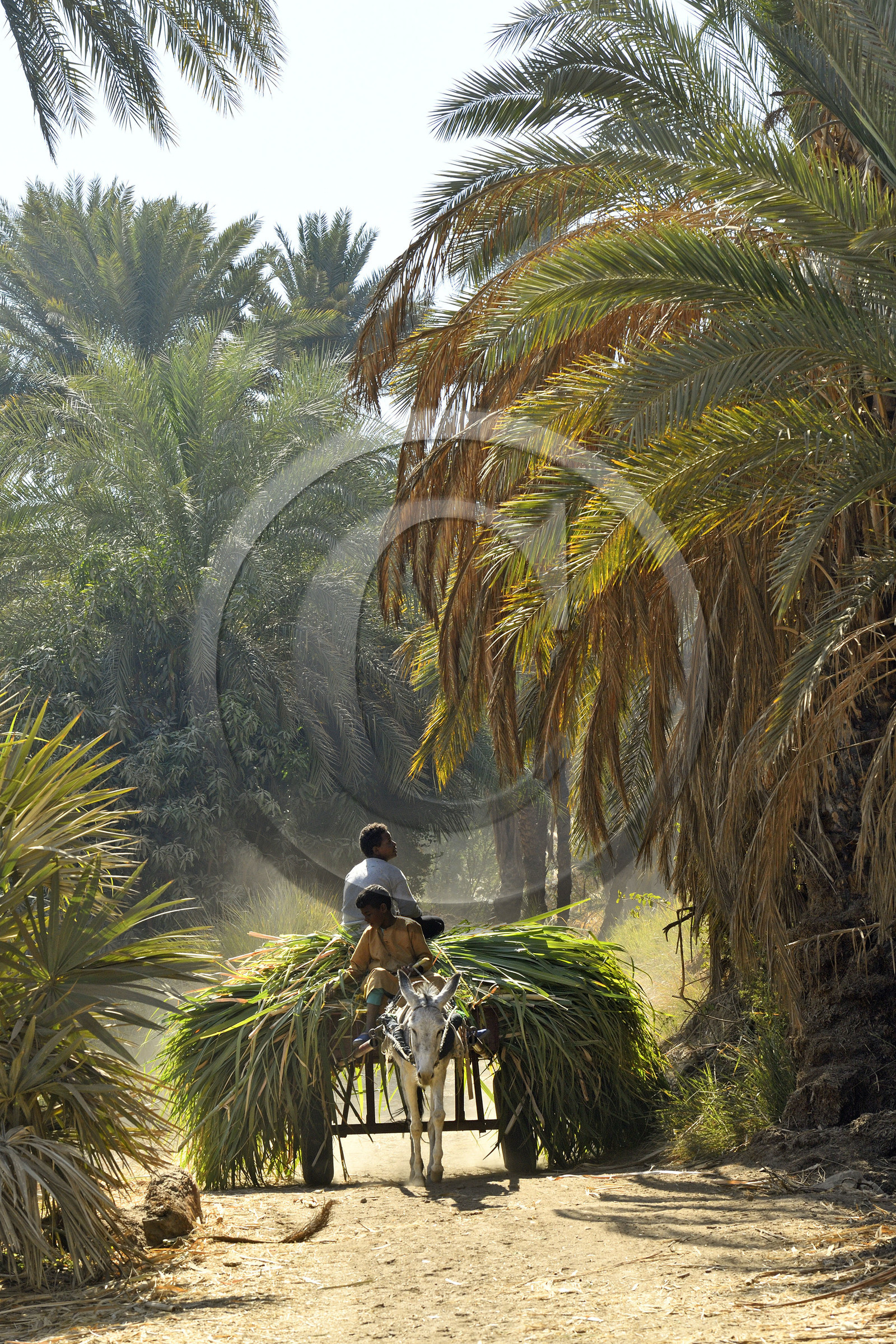 Egypte, Nil