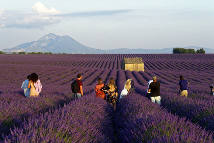 France, Valensole